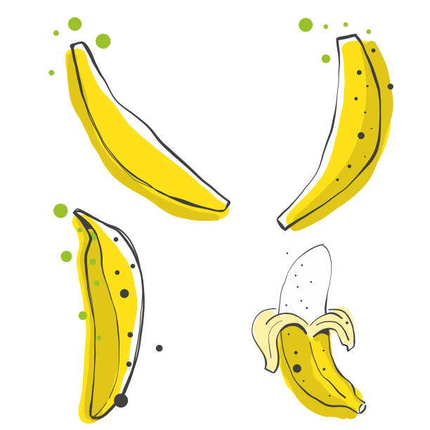 Bananas pencil drawings Vector illustration of a collection of hand drawn bananas smoothie silhouettes stock illustrations