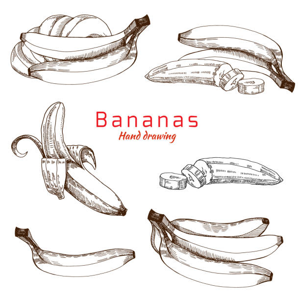 bananen legen, vektor-handzeichnung - banana stock-grafiken, -clipart, -cartoons und -symbole