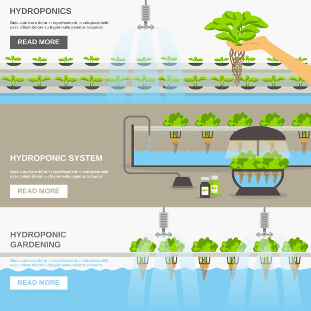 banner hydroponic Color flat horizontal banners about hydroponic system gardering with text field vector illustration hydroponics stock illustrations