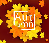 Banner with orange Autumn leaves. Bright Autumn design for your poster, card, label. Seasonal lettering. 3D realistic vector illustration.