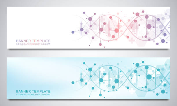 Banners and headers for site with DNA strand and molecular structure Banners and headers for site with DNA strand and molecular structure. Genetic engineering or laboratory research. Abstract geometric texture for medical, science and technology design dna borders stock illustrations