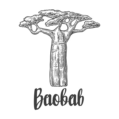 Baobab tree. Vector vintage engraved illustration on white background.