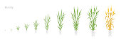 istock Barley plant growth stages development. Hordeum vulgare. Harvest progression. Ripening period. 1352418865