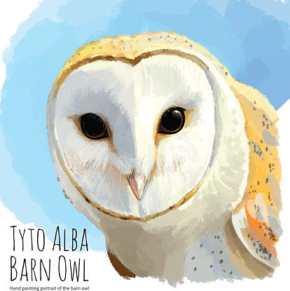 Barn owl - linear vector hand drawing