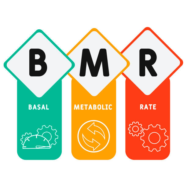BMR Calculator (Basal Metabolic Rate)