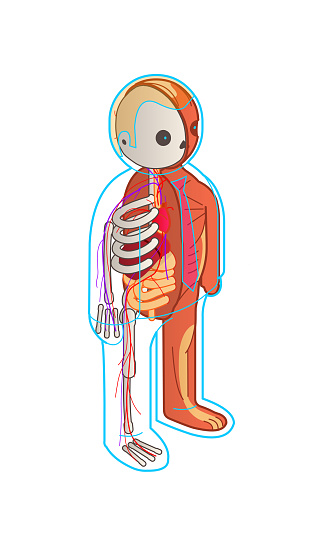 basic anatomy cutout