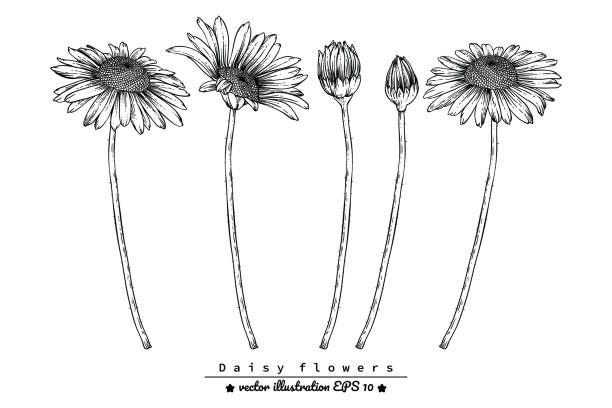 Sketch how to draw a daisy