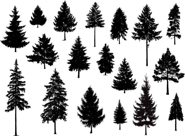 Basic RGB Set. Silhouettes of pine trees. Hand made. tree silhouettes stock illustrations