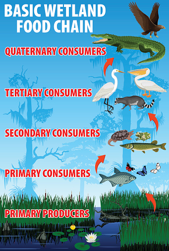 Basic wetland food trophic chain. Tropical wetland everglades ecosystem energy flow. Vector illustration.