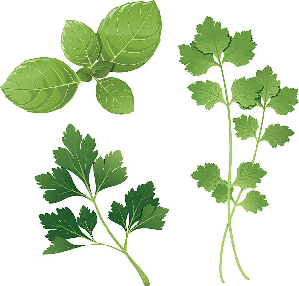 basil, parsley, cilantro Group of three herbs cilantro stock illustrations