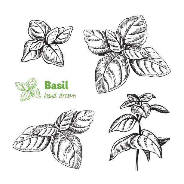 basilikum-pflanze und blätter-vektor-illustration von hand gezeichnet - basilikum stock-grafiken, -clipart, -cartoons und -symbole