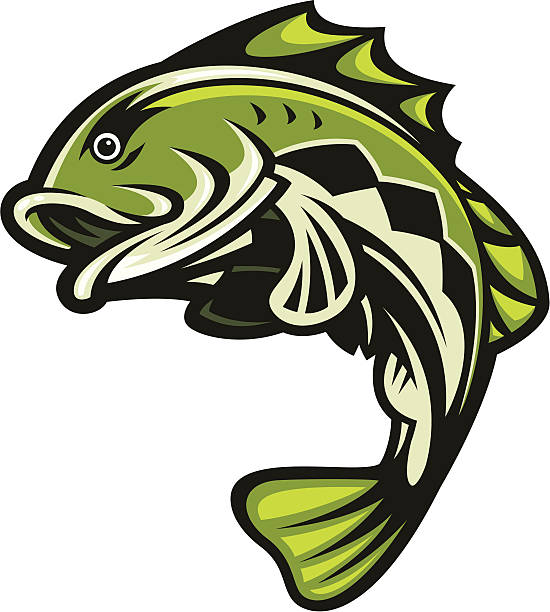 Bass Fish Jumping This is an Illustration of a Bass Fish jumping. This is a very stylized illustration. I worked this image from scratch making a point not repeat the same overdone pose. All secondary color levels are removable down to a simple flat color image. A BLACK & WHITE version is also available for download. The file is provided as an Illustrator 8 EPS and a 300dpi high-rez jpg. bass fish jumping stock illustrations
