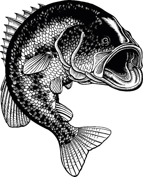 Bass Jumping Vintage Bass Jumping Vintage is an illustration of a large mouth bass jumping out of the water in a detailed black and white hand-drawn vintage style. bass fish jumping stock illustrations