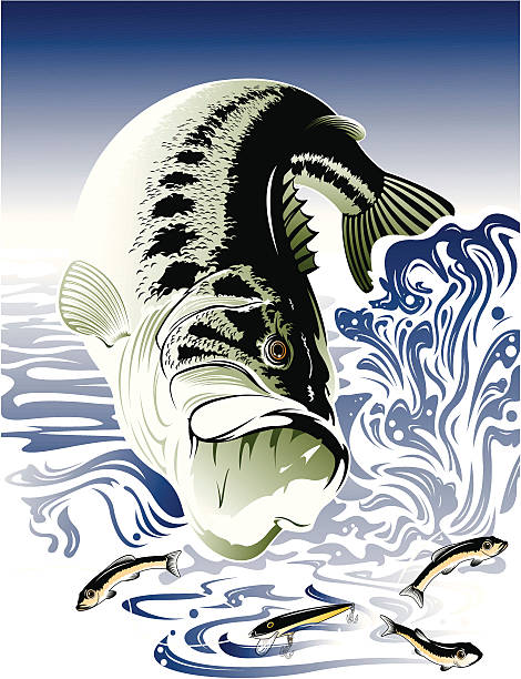 Bass_Fish Bass fish jumping and attacking lure among bait fish, .eps vector file with additional pdf included in a zip folder bass fish jumping stock illustrations