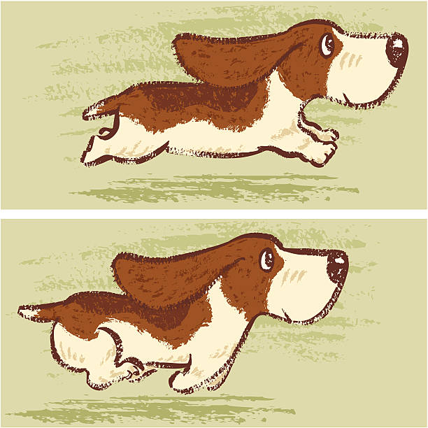 Basset Hound running Basset Hound running. basset hound stock illustrations