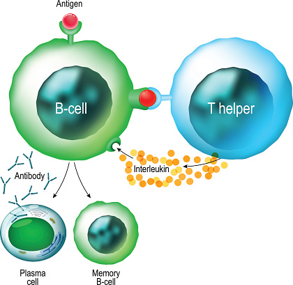 What is the job of a helper t cell