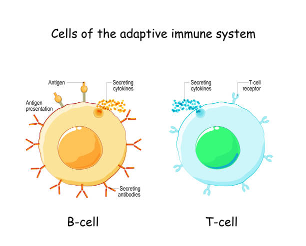 B-cell and T-cell. Adaptive immune system Cells of Adaptive immune system (immune response). B lymphocyte and T-cell. Types, and function of lymphocytes. Infographics. Vector illustration on white background. receptor stock illustrations