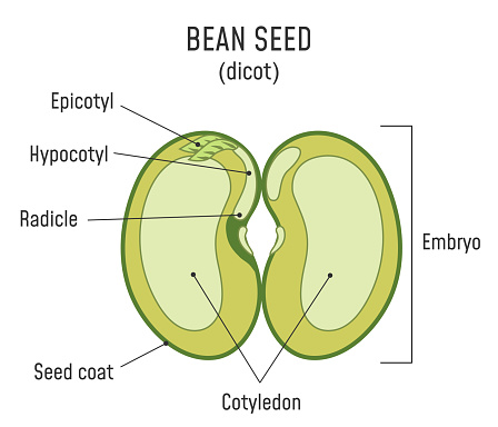 Bean Seed Structure Dicot