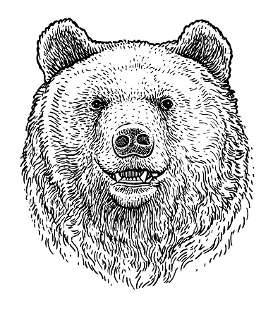 Bear head illustration, drawing, engraving, ink, line art, vector