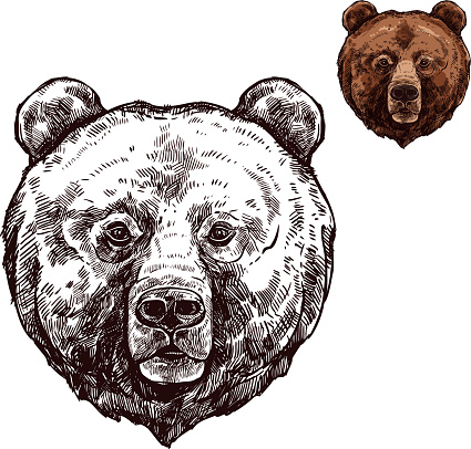 Bear or grizzly animal sketch of wild predator