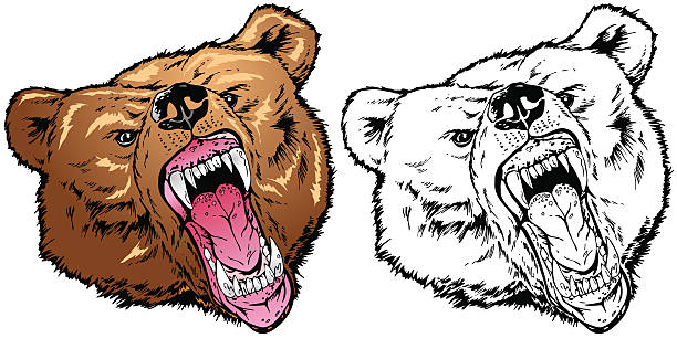 Bear Roaring 4 spot colors plus black. Simple gradients and shapes for easy printing and separating. Can be easily converted to 2 spot colors plus black. Black and white outline version also included. File formats: EPS and JPG bear growling stock illustrations