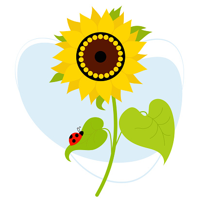 Beautiful blooming sunflower with a ladybug on leaf. Vector illustration. Farm plant yellow flower with leaves
