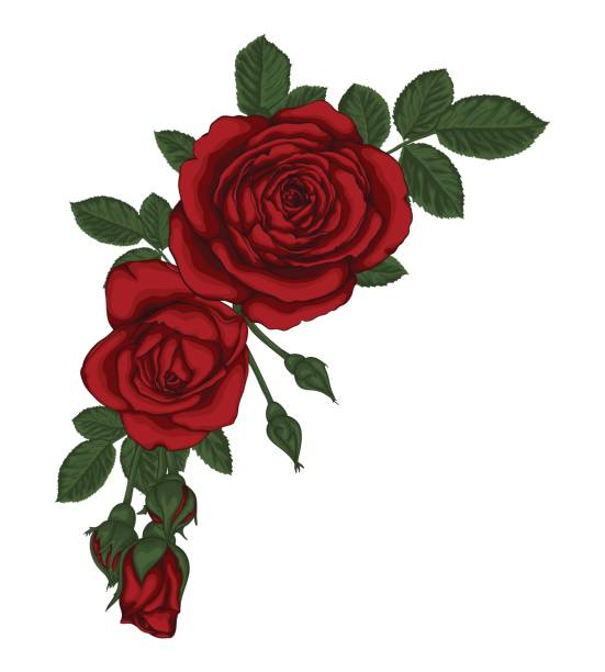 beautiful bouquet with red roses and leaves. Floral arrangement. beautiful bouquet with red roses and leaves. Floral arrangement. design greeting card and invitation of the wedding, birthday, Valentine s Day, mother s day and other holiday bed of roses stock illustrations