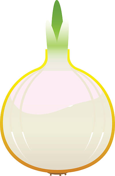 beautiful bright juicy onion on white background - roma 幅插畫檔、美工圖案、卡通及圖標