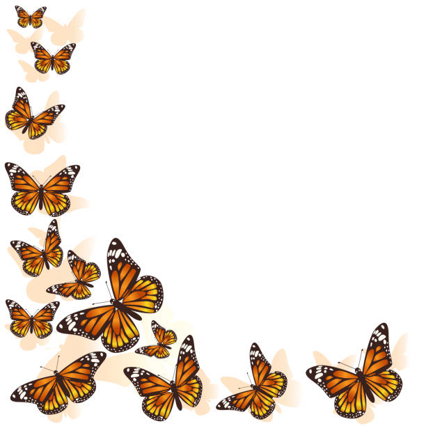 ilustraciones, imágenes clip art, dibujos animados e iconos de stock de hermoso fondo de mariposa. vector. - mariposa monarca