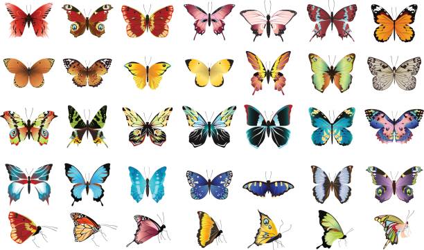 Beautiful colorful butterflies. Beautiful colorful butterflies set on white background. pink monarch butterfly stock illustrations