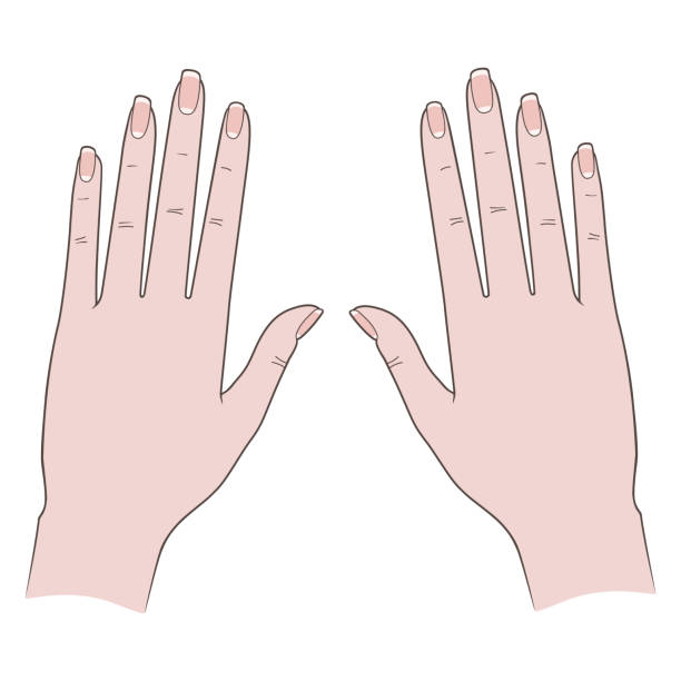 illustrazioni stock, clip art, cartoni animati e icone di tendenza di belle mani femminili. mani modello. isolato su sfondo bianco - french manicure