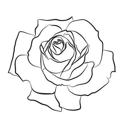 Schöne Hand Gezeichnete Skizze Rose Schwarzer Contur Auf Weißem