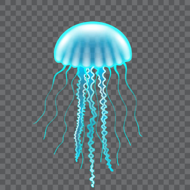 Free Jellyfish Svg - 2010+ File Include SVG PNG EPS DXF - Best Free SVG