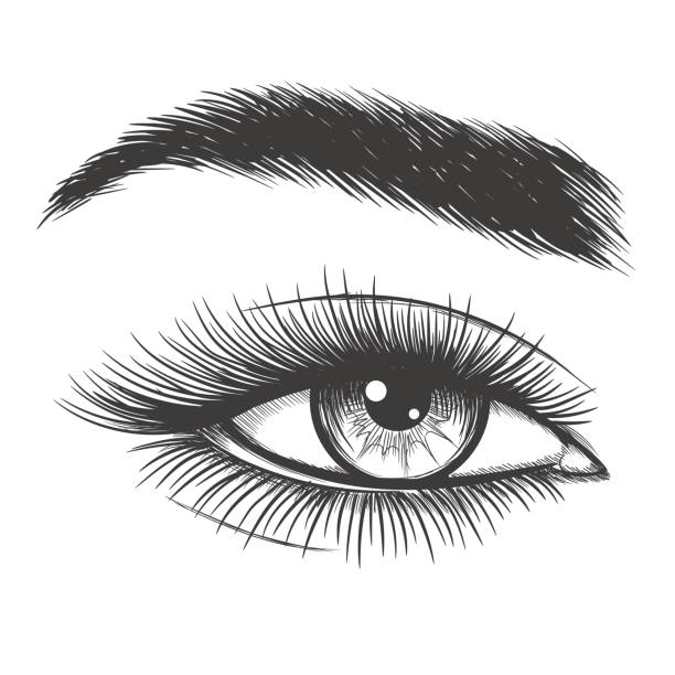 drawing eye vector Eyelash Free Art, Royalty Vector Images Clip drawing eye vector Eyelash Free Art, Royalty Vector Images Clip
