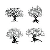 Beautiful magnificent olive tree silhouette isolated on white background. Modern virgin natural plant vector sign. 