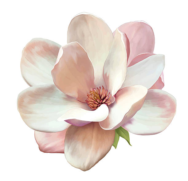 wunderschöne magnolia flower. vektor - einzelne blume stock-grafiken, -clipart, -cartoons und -symbole