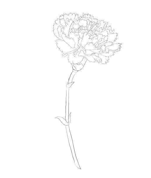 Beautiful Monochrome Black And White Carnation Flower Isolated On White  Background Stock Illustration - Download Image Now - iStock