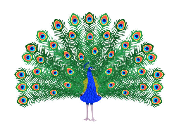 Beautiful peacock cartoon bird Beautiful peacock. Cartoon bird with ornamental feathers, character of nature with decorative elegant plumage, vector illustration of exotic animal isolated on white background peacock stock illustrations