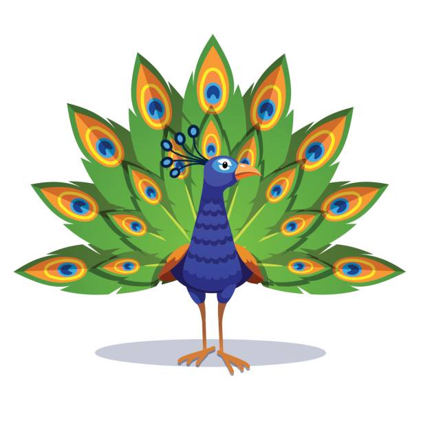 Beautiful peacock standing with green feathers out Beautiful blue peacock standing with green feathers out. Peafowl bird displaying its spreading tail. Flat style vector illustration isolated on white background. peacock stock illustrations