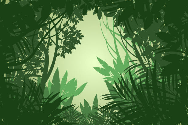 Beautiful rain forest scene Beautiful rain forest scene vector wallpaper nature backgrounds.Illustration is an eps10 file and digital illustration created without reference image backgrounds silhouettes stock illustrations