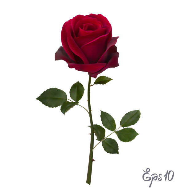 Image result for one perfect rose