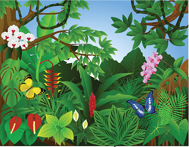 schönen tropischen wald - urwald stock-grafiken, -clipart, -cartoons und -symbole