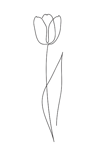 Single Tulip Stroke Transparent PNG & SVG Vector