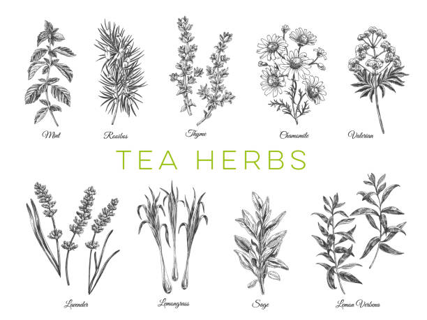 Beautiful vector hand drawn tea herbs Illustrations. Beautiful vector hand drawn tea herbs Illustrations. Detailed retro style images. Vintage sketch elements for labels, packaging and cards design. Modern background. sage stock illustrations
