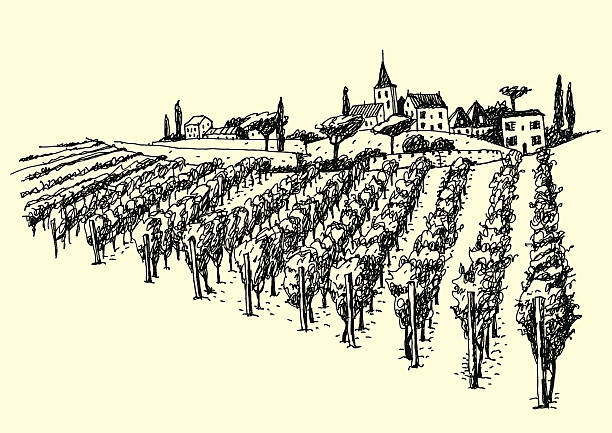 illustrations, cliparts, dessins animés et icônes de superbe vue sur le vignoble dans la vallée. - vigne gravure