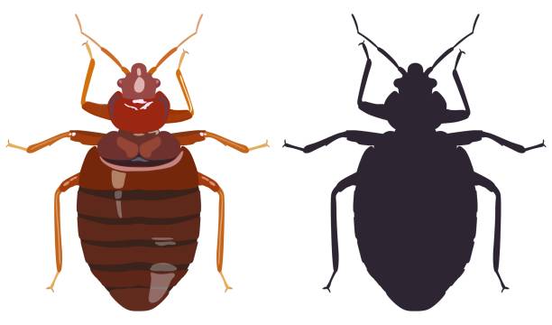 Bedbug and his black silhouette on white background. Vector illustration. Vector color image of a bug bedbug and its silhouette on a white background. bed furniture silhouettes stock illustrations