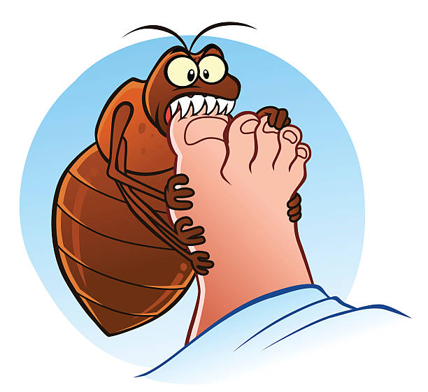 Bedbug bites Hungry bedbug biting human`s foot. bed bug bites are dangerous  stock illustrations