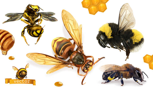 stockillustraties, clipart, cartoons en iconen met bee, bumblebee, wasp, hornet. 3d realistische vector icon set - wespen