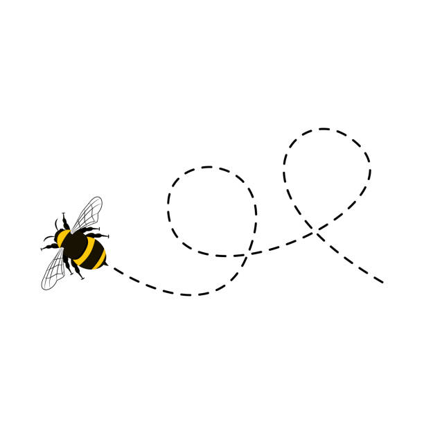 Bee flying on a dotted route isolated Bee flying on a dotted route isolated on the white background bee stock illustrations