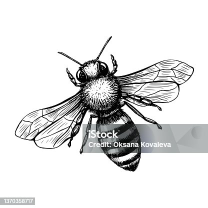 istock Bee in sketch style on black background. Nature vector vintage illustration design element set. Hand draw 1370358717